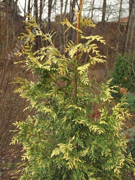 Thuja plicata 'Irish Gold' 